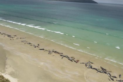 145 gestrandete Grindwale in Neuseeland gestorben