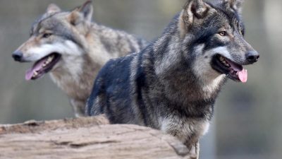 Klöckner stellt Wolfskompromiss infrage: Genereller Abschuss von Wölfen soll erlaubt werden