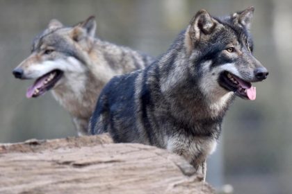 Habeck sieht mehr Zäune und Hütehunde als Lösung für Wolfsproblem