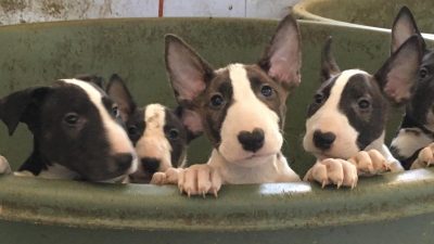 Junges Paar adoptiert hochschwangeren Pitbull und bekommt 12 kleine Hundewelpen