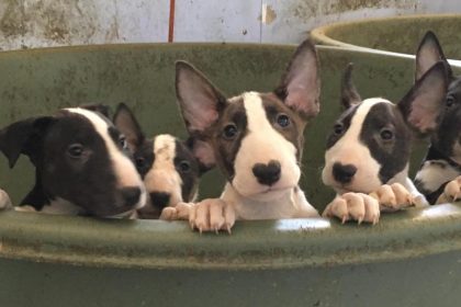 Junges Paar adoptiert hochschwangeren Pitbull und bekommt 12 kleine Hundewelpen