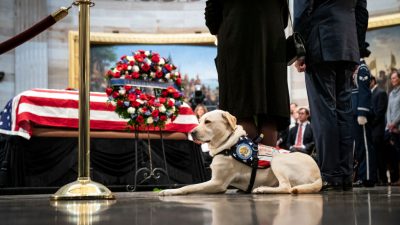 Labrador Sully erweist verstorbenem US-Präsidenten Bush die letzte Ehre