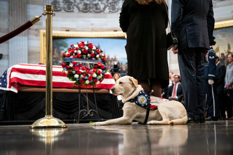 Labrador Sully erweist verstorbenem US-Präsidenten Bush die letzte Ehre