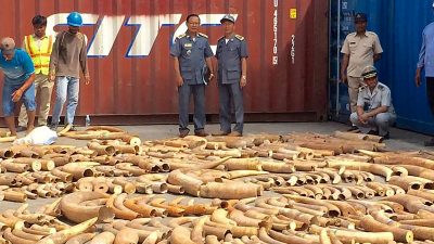 Mehr als drei Tonnen afrikanisches Elfenbein in Kambodscha beschlagnahmt
