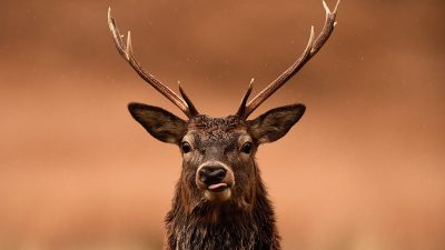 Verurteilter US-Wilderer muss im Gefängnis regelmäßig „Bambi“ anschauen