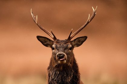 Verurteilter US-Wilderer muss im Gefängnis regelmäßig „Bambi“ anschauen