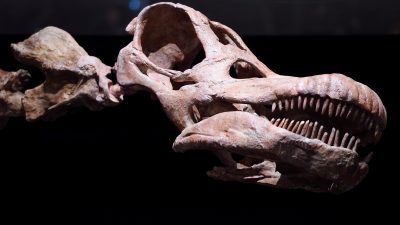 Fossil des ältesten Sauropodomorpha in Brasilien identifiziert
