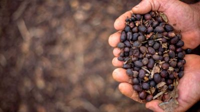 Kaffeeproduktion in Brasilien erreicht neues Rekordhoch
