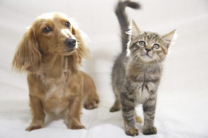 Hund und Katze – Von Wilhelm Busch