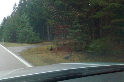 Polizei sucht mit Fahndungsfoto zweier Pfaue nach Besitzer