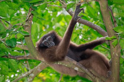 „Elben-Kröte“ und „Skywalker-Affe“: 157 neue Arten in Mekong-Region entdeckt