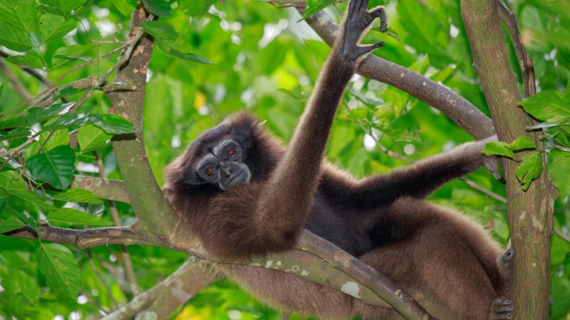 „Elben-Kröte“ und „Skywalker-Affe“: 157 neue Arten in Mekong-Region entdeckt