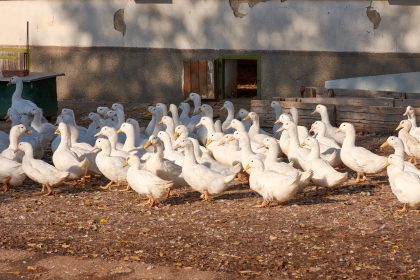 Keine Gänsemast in Deutschland: Agrarministerin empfiehlt Weihnachtsgans aus heimischer Produktion