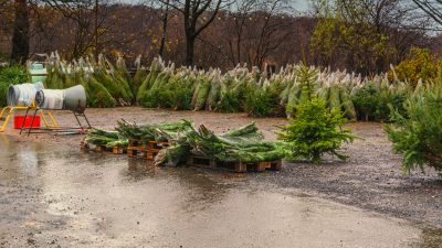 Unbekannte entwenden mehr als hundert Weihnachtsbäume