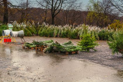 Unbekannte entwenden mehr als hundert Weihnachtsbäume