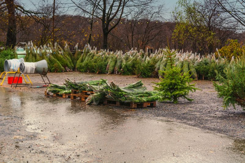 Unbekannte entwenden mehr als hundert Weihnachtsbäume