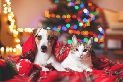 Tiere sind keine Weihnachtsgeschenke