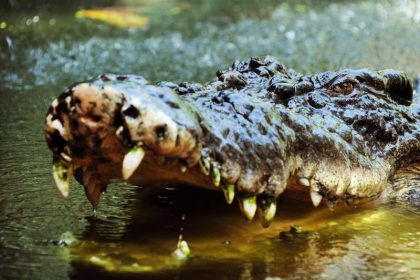 Jahrhundertflut im Nordosten Australiens löst Krokodilalarm aus