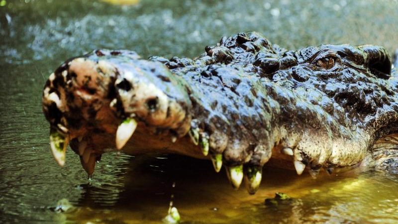 Riesen-Krokodil auf den Philippinen gefangen