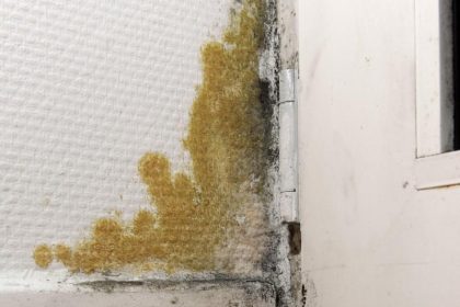 Keine Mietkürzung bei Schimmelgefahr