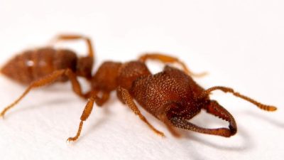 Weltrekord: Ameisen schnappen mit über 320 km/h