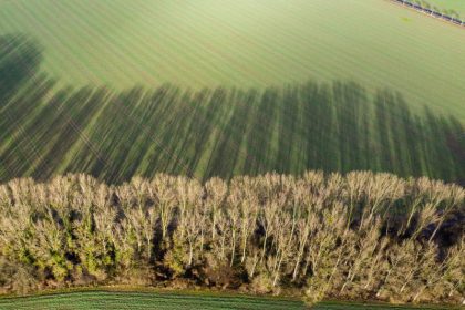 Meteorologen rätseln über späten Blattfall vieler Bäume