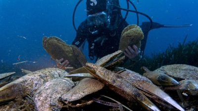 Riesenmuscheln im Mittelmeer in Gefahr
