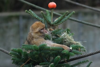 Was mit ausgedienten Weihnachtsbäumen passiert