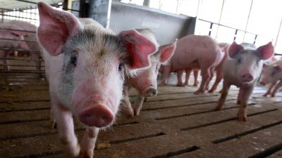 Täglich verenden 37.000 Schweine in Deutschland