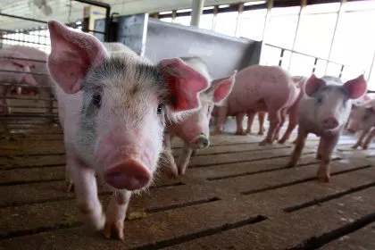 Schweinepest in China - Deutschlands Landwirte profitieren