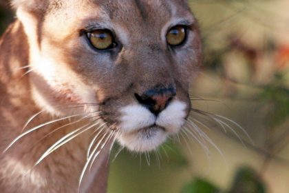 Der Panther – Von Rainer Maria Rilke