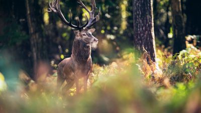 Bund tritt Zehntausende Hektar kostenlos an Naturschützer ab