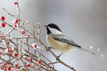 Winterlied einer Meise – Von – Martin Greif