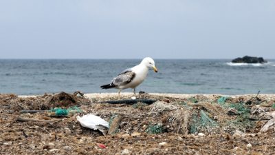 Neues Verpackungsgesetz: Viele Unternehmen drücken sich noch davor