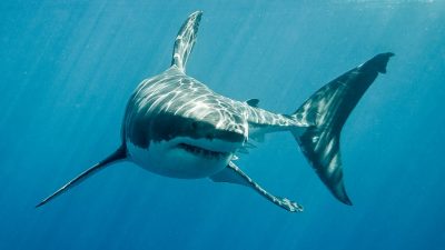 Frau auf Antillen von Hai getötet