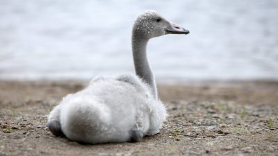 Sonntagsmärchen: Das hässliche Entlein