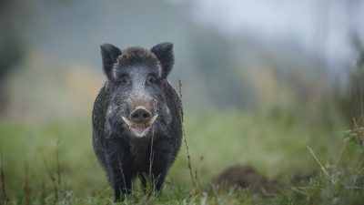 Wildschwein in Kaufhaus löst Polizeieinsatz in Dinslaken aus