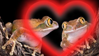 Romeo der Wasserfrosch hat endlich seine Julia gefunden – Ihre Liebe könnte die ganze Spezies retten