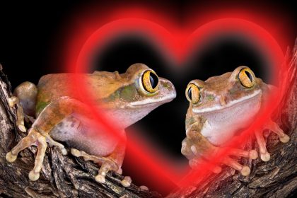 Romeo der Wasserfrosch hat endlich seine Julia gefunden – Ihre Liebe könnte die ganze Spezies retten