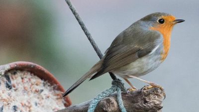 Mitmach-Aktion: Wintervögel erkennen und zählen