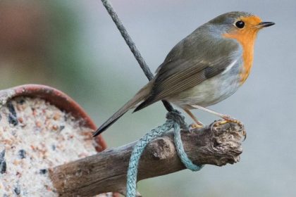 Es sitzt ein Vogel auf dem Leim … – Von Wilhelm Busch