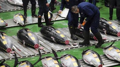 Sushi: Thunfisch für 2,7 Millionen Euro in Japan versteigert
