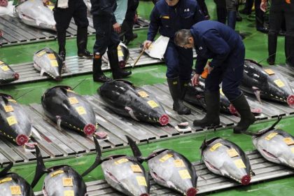 Sushi: Thunfisch für 2,7 Millionen Euro in Japan versteigert