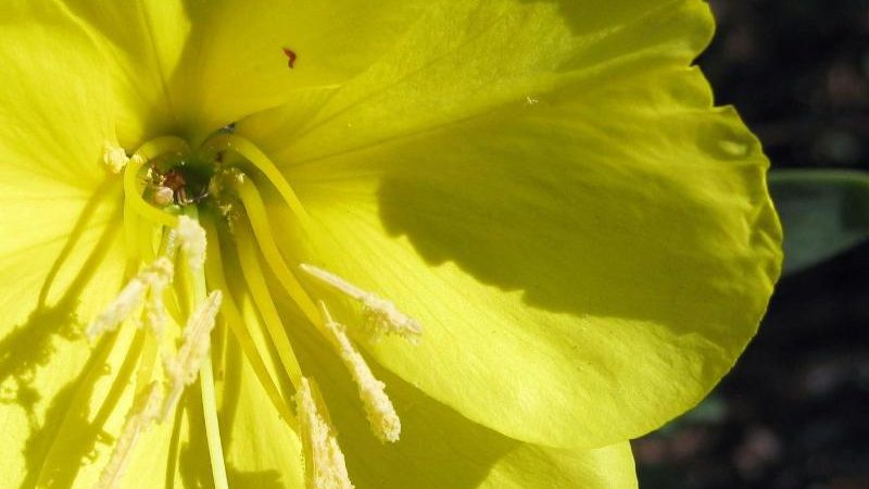 Pflanzen können „hören“ – Bienengeräusche sorgen für süßeren Nektar