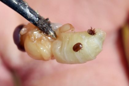 Varroamilbe schadet Bienen anders als angenommen