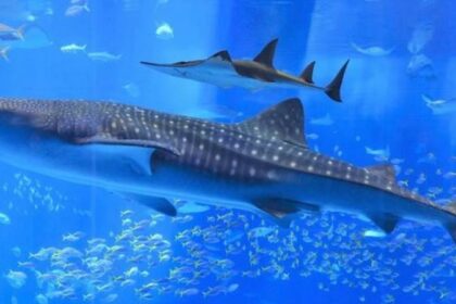 Hauptattraktion im Aquarium nur ein Roboter