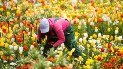 Wieder mehr Lust auf Blumen: Pro-Kopf-Ausgaben der Bundesbürger gestiegen