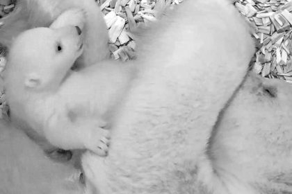 Berlins kleiner Eisbär lernt Laufen
