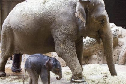 Leipziger Zoo: Experten behandeln Elefant wegen Stoßzahns