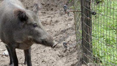 Brandenburg: Weitere Wildschweine mit Schweinepest entdeckt